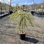 Hlohyňa šarlátová (Pyracantha) ´VARIEGATA´ - výška 70-90 cm, kont. C7L - NA KMIENKU